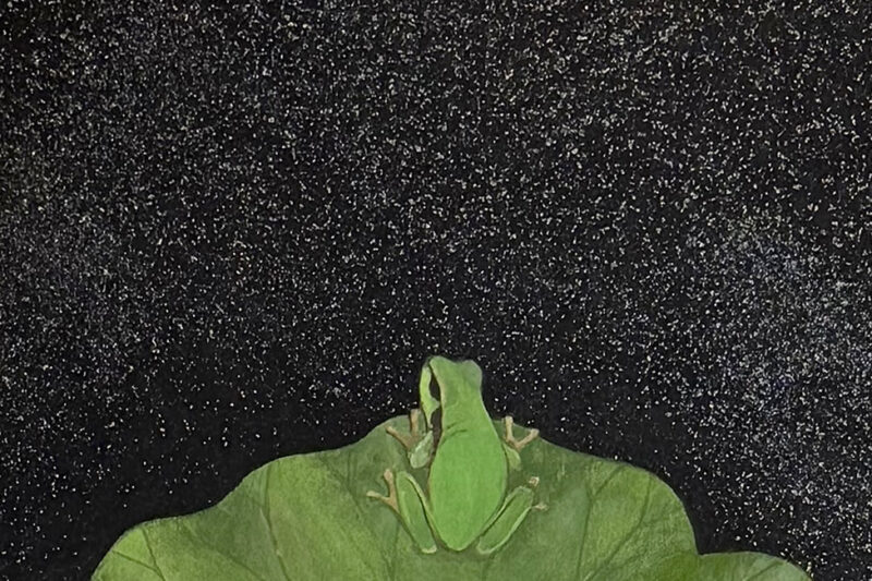 水谷興志「天ノ蛙」